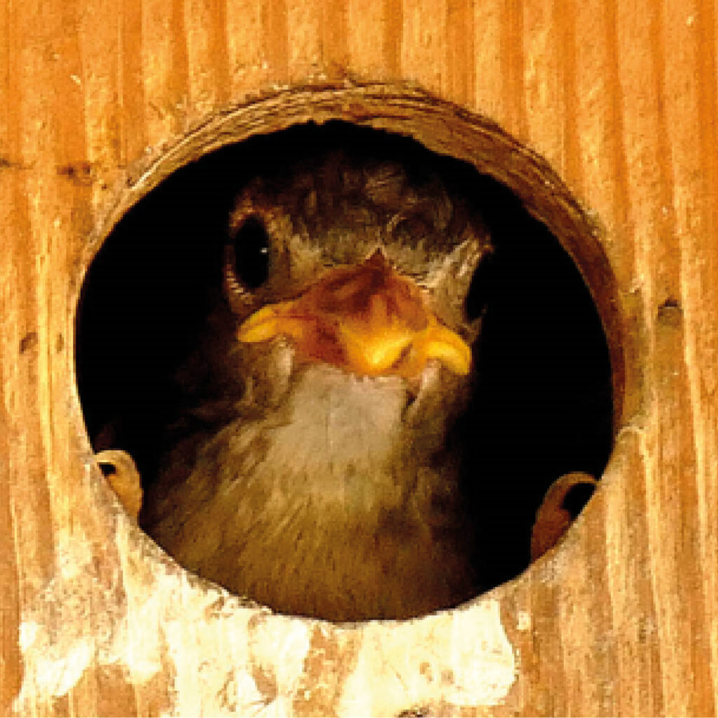 Nestiling eines Sperlings schaut aus dem Vogelhaus hinaus