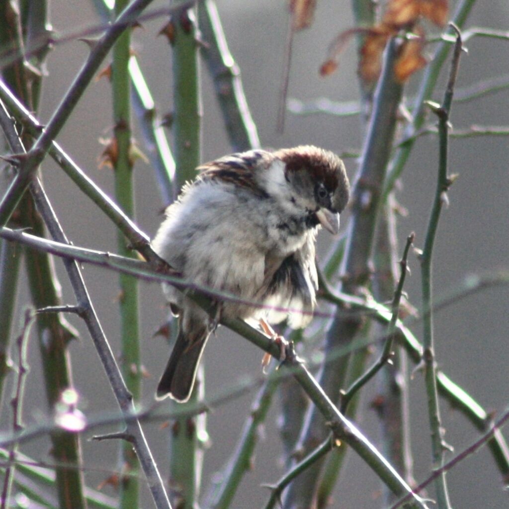 Spatz in dorniger Wildhecke