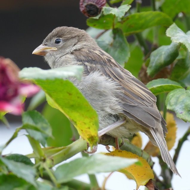 Spatz