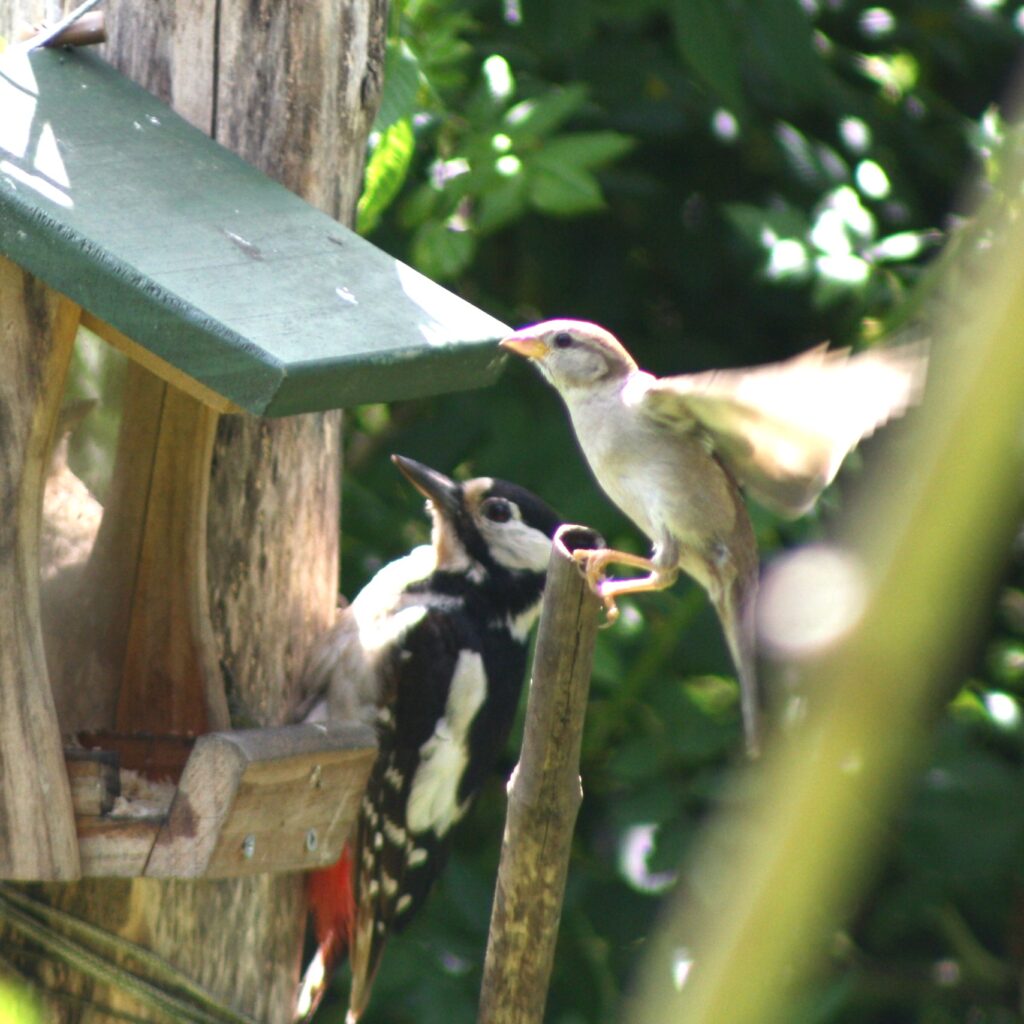 Specht und Spatz am Futterhaus