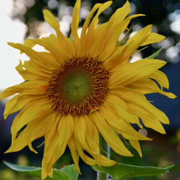 blühende Sonnenblume