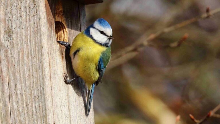Blaumeise am Nistkasten