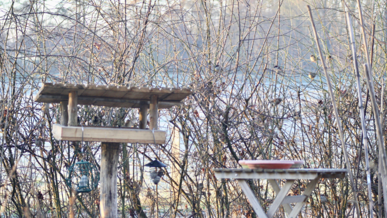 Futterhaus und Vogeltränke vor Wildhecke