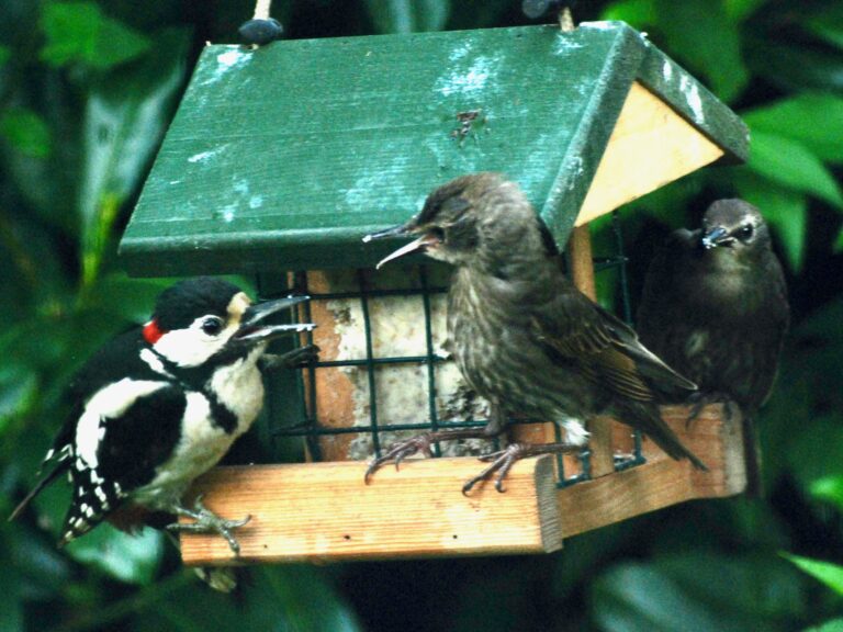 Jungvögel am Futterhaus – Buntspecht und Star