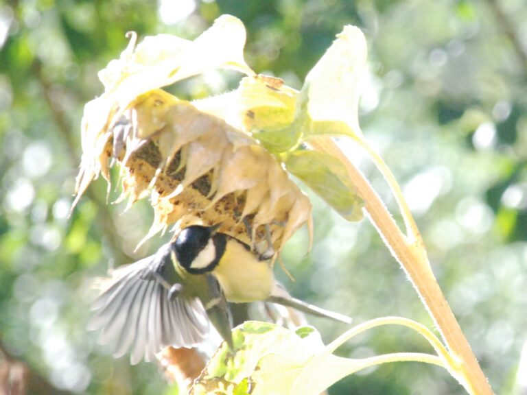Kohlmeise fliegt Sonnenblume an und pickt sich reife Kerne