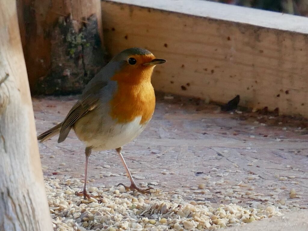 Rotkehlchen im Fettfutter