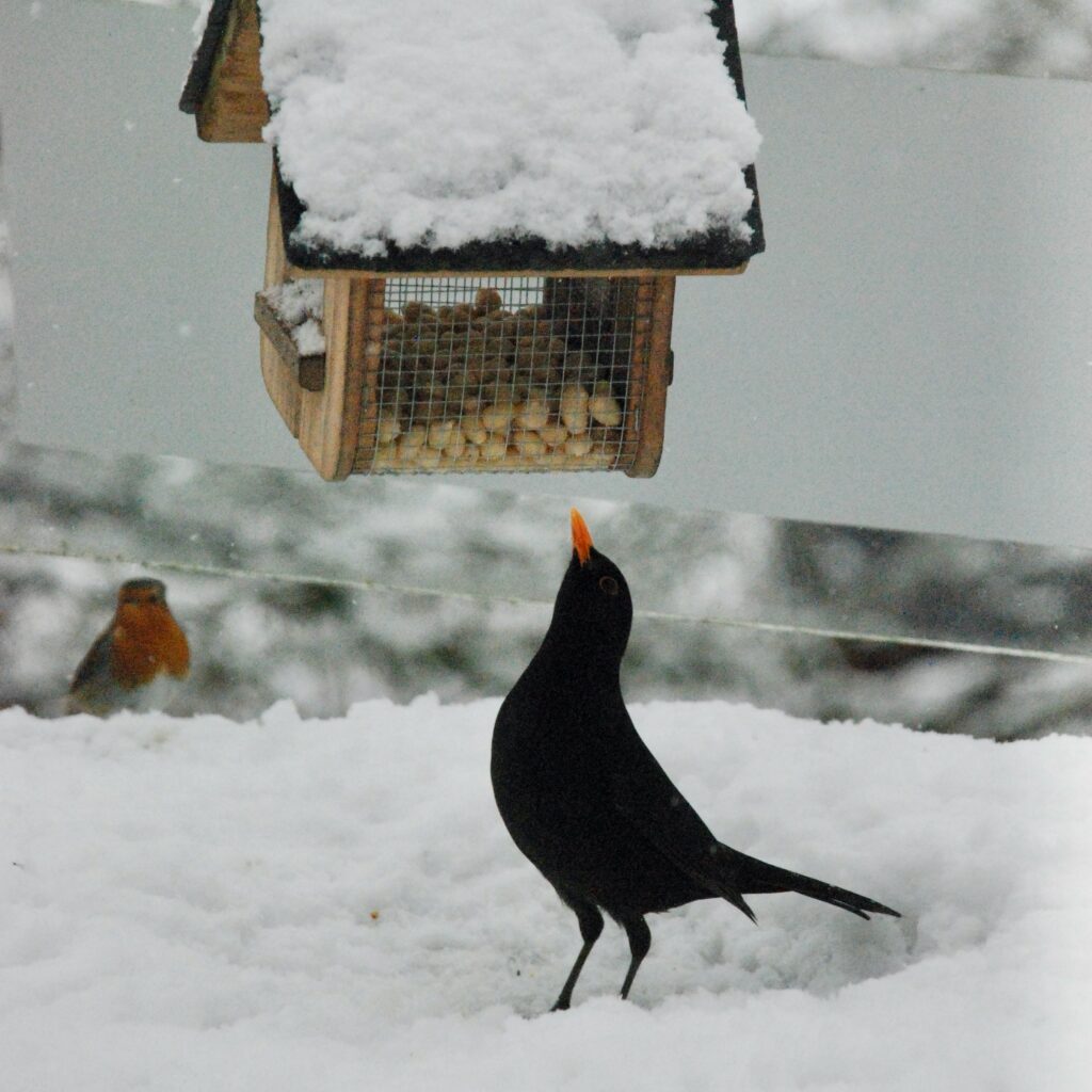 Amselmännchen pickt nach Erdnüssen