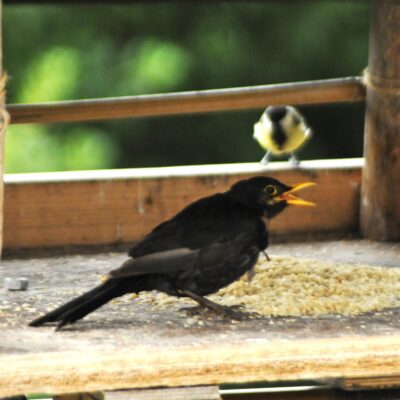 Amsel pickt Haferflocken