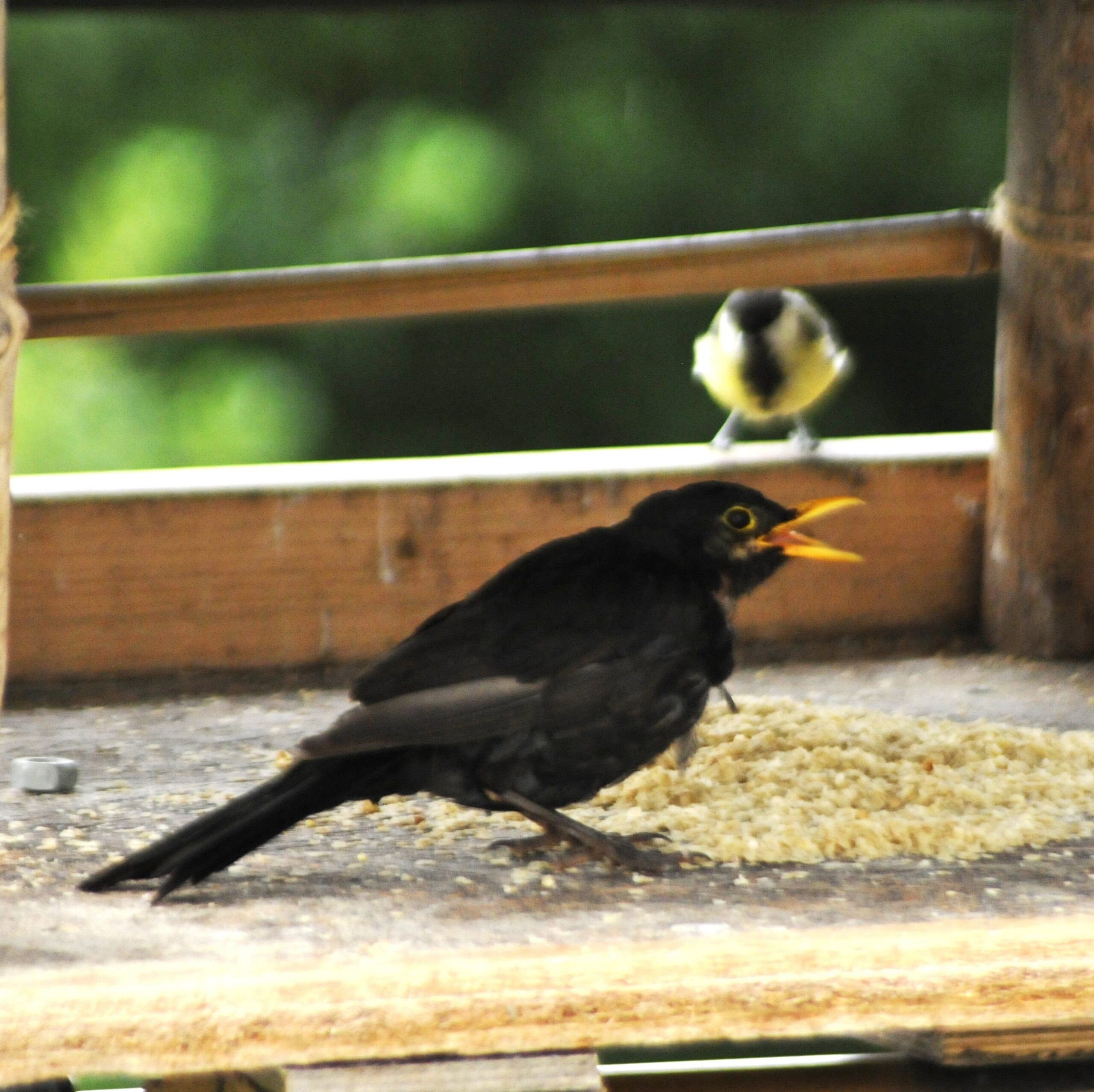 Amsel pickt Haferflocken